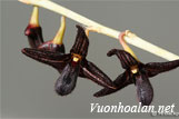 Lan lọng đen - Bulbophyllum nigrescens