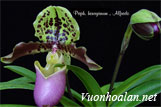 Lan hài Henry - Paphiopedilum henryanum