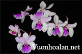 Lan tóc tiên đà lạt - Holcoglossum amesianum