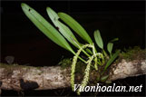 Lan lọng củ lép - Bulbophyllum apodum