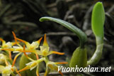 Lan lọng củ dài - Bulbophyllum stenobulbon