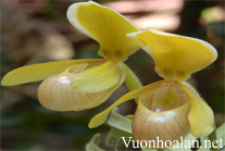 Lan Hài hê len - Paphiopedilum helenae