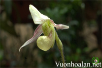 Hài xuân cảnh - Paphiopedilum Canhii