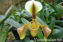 Lan Hài Kim - Paphiopedilum Villosun