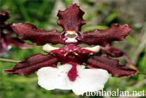 Lan vũ nữ - Oncidium Sharry Baby