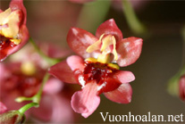 Lan vũ nữ - Oncidium Twinkles