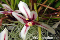 Kỹ thuật trồng Địa lan - Cymbidium