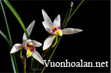 Lan đầm lầy Trung bộ - Bromheadia anamensis
