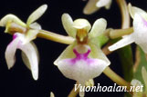 Lan túi hoa nhỏ - Saccolabiopsis pusilla