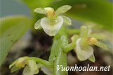 Lan túi hoa xanh - Saccolabiopsis viridiflora