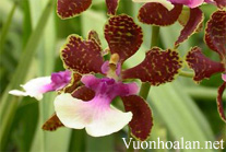 Lan vũ nữ - Oncidium Nathakhum