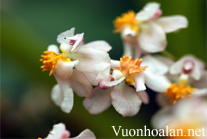 Vũ nữ - Oncidium Tsiku Marguerite