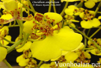 Lan vũ nữ - Oncidium amplicatum