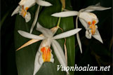 Thanh đạm Tuyết Hạ - Coelogyne cumingii