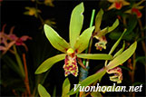 Thanh lan - Cymbidium Cyperifolium