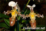 Lan hài Trần Liên - Paphiopedilum Tranlienianum