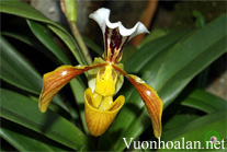Lan hài tía - Paphiopedilum purpuratum
