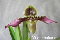 Lan Hài lông - Paphiopedilum hirsutissimum