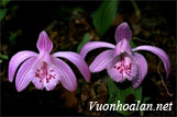 Lan lây ơn hoa to - Pleione grandiflora