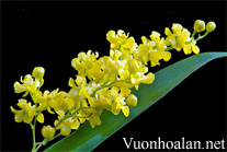 Lan Vũ nữ - Oncidium cheirophorum