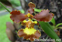 Lan Vũ nữ - Oncidium crispum