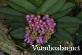 Lan Trứng Bướm - Schoenorchis fragrans