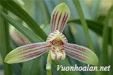 Lan kiếm thanh ngọc - Cymbidium ensifolium