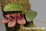 Lan lọng giầy - Bulbophyllum frostii
