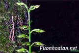Lan đại phấn - Platanthera epiphytica