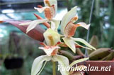 Than đạm 2 màu - Coelogyne dichroantha