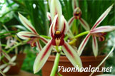 Cymbidium Dayanum Reichb - Xích Ngọc