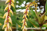 Lan lọng kim - Bulbophyllum macoroleum