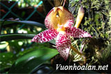 Lan lọng hoa to - Bulbophyllum macranthum