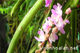 Sóc lào - Aerides multiflora