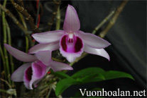 Giả hạc thân ngắn - Dendrobium parishii