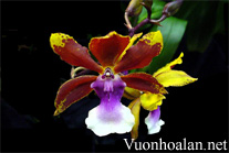 Lan Vũ nữ - Oncidium lanceanum