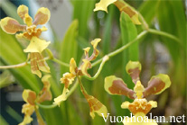 Lan vũ nữ - Oncidium longipes