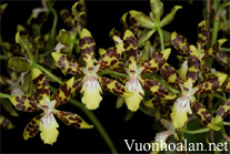 Lan vũ nữ - Oncidium maculatum