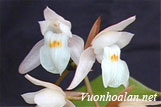 Coelogyne malipoensis