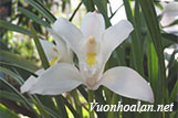 Cymbidium Eburneum Reichb - Bạch Lan