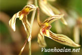 Lan Lọng Luân - Bulbophyllum luanii