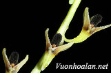 Lan lọng lệch - Bulbophyllum secundum