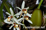 Lan thanh đạm ba gân - Coelogyne trinervis