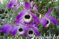 Hoàng thảo Đùi gà - Dendrobium nobile