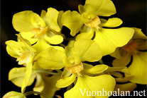 Lan Vũ nữ - Oncidium Onustum