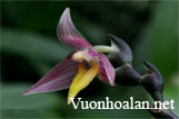Lan lọng - Bulbophyllum Thouars part 1