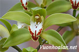 Cymbidium Gigateum Wall - Hoàng Lan