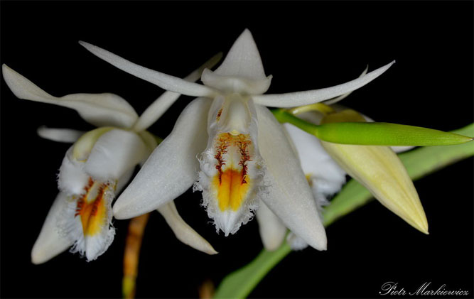 Lan thanh đạm môi lông - Coelogyne calcilola