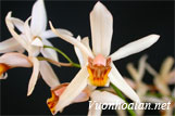 Lan thanh đạm cỏ - Coelogyne viscosa