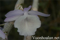 Long tu Lào - Hoàng thảo vôi - Dendrobium cretaceum